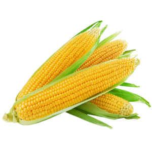گلوتن ذرت